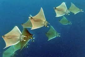 Image result for Mobula thurstoni