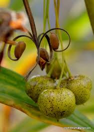 Attēlu rezultāti vaicājumam “Polygonatum verticillatum fruit”