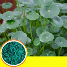 Attēlu rezultāti vaicājumam “Hydrocotyle vulgaris”