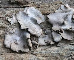 Attēlu rezultāti vaicājumam “Dermatocarpon miniatum”