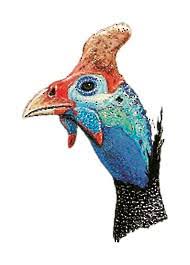 Attēlu rezultāti vaicājumam “Numida meleagris”