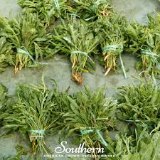 Image result for Diplotaxis tenuifolia