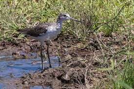 Attēlu rezultāti vaicājumam “Tringa nebularia adult”