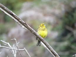 Attēlu rezultāti vaicājumam “Emberiza citrinella male”