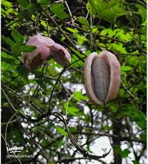 Attēlu rezultāti vaicājumam “Cinna latifolia fruit”