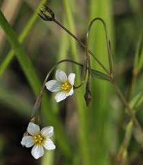 Attēlu rezultāti vaicājumam “Linum catharticum fruit”