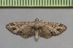 Attēlu rezultāti vaicājumam “Eupithecia exiguata”