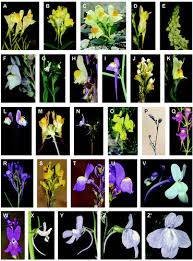 Attēlu rezultāti vaicājumam “Linaria loeselii leaf”