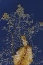 Attēlu rezultāti vaicājumam “Physarum melleum young”