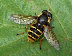 Attēlu rezultāti vaicājumam “Sericomyia silentis”