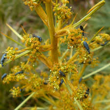 Attēlu rezultāti vaicājumam “Dasytes sp.”