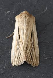 Attēlu rezultāti vaicājumam “Leucania comma”