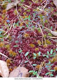 Attēlu rezultāti vaicājumam “Sphagnum rubellum”