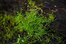 Attēlu rezultāti vaicājumam “Sagina procumbens leaf”