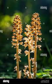 Attēlu rezultāti vaicājumam “Monotropa hypopitys”
