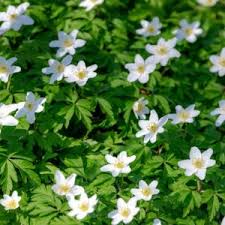 Attēlu rezultāti vaicājumam “Anemone x lipsiensis leaf”