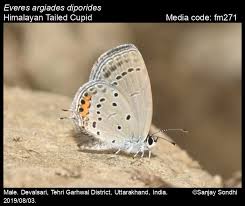 Attēlu rezultāti vaicājumam “Everes argiades”