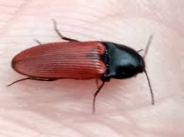 Attēlu rezultāti vaicājumam “Ampedus sp.”