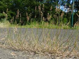 Attēlu rezultāti vaicājumam “Poa compressa”