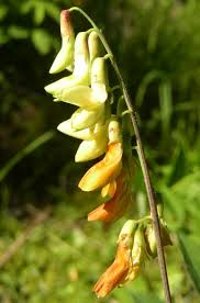 Attēlu rezultāti vaicājumam “Lathyrus laevigatus”