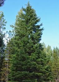 Attēlu rezultāti vaicājumam “Pseudotsuga menziesii”