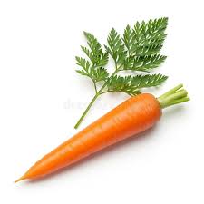 Attēlu rezultāti vaicājumam “Daucus carota subsp. carota leaf”