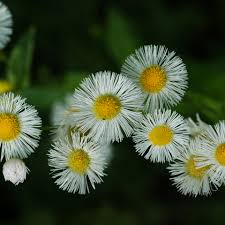 Attēlu rezultāti vaicājumam “Erigeron acris flower”