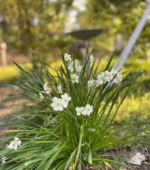 Attēlu rezultāti vaicājumam “Narcissus leaf”