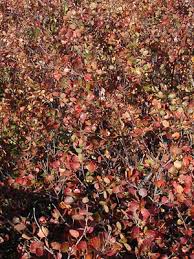 Attēlu rezultāti vaicājumam “Betula nana female flower”