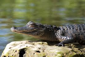 Image result for Alligator mississippiensis