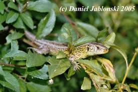 Attēlu rezultāti vaicājumam “Lacerta agilis”