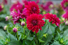Image result for Dahlia hybrid.