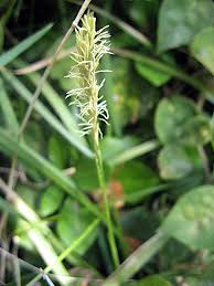 Attēlu rezultāti vaicājumam “Carex dioica male flower”