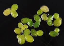 Attēlu rezultāti vaicājumam “Lemna minor”