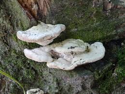 Attēlu rezultāti vaicājumam “Postia floriformis”