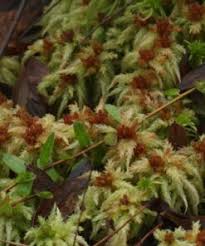 Attēlu rezultāti vaicājumam “Sphagnum palustre sporophyte”