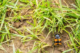 Attēlu rezultāti vaicājumam “Nicrophorus vespillo”