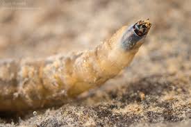 Attēlu rezultāti vaicājumam “Tipulidae larva”