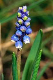 Attēlu rezultāti vaicājumam “Muscari botryoides flower”