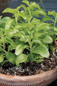 Image result for Stevia rebaudiana
