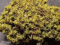 Attēlu rezultāti vaicājumam “Tortella tortuosa”