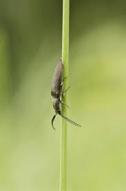 Attēlu rezultāti vaicājumam “Ctenicera pectinicornis”