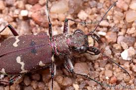 Attēlu rezultāti vaicājumam “Cicindela hybrida”