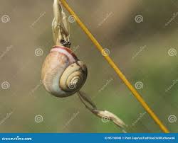 Attēlu rezultāti vaicājumam “Fruticola fruticum”