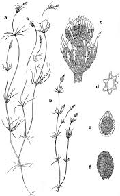 Attēlu rezultāti vaicājumam “Chara contraria”