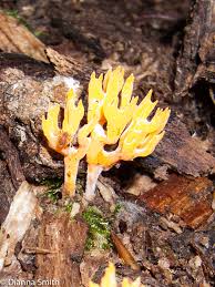 Attēlu rezultāti vaicājumam “Calocera viscosa”