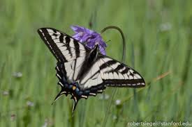 Attēlu rezultāti vaicājumam “Diderma tigrinum stalked”