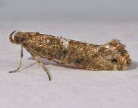 Attēlu rezultāti vaicājumam “Acrolepiopsis assectella”