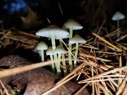 Attēlu rezultāti vaicājumam “Mycena belliarum”