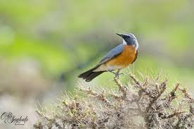 Image result for Irania gutturalis